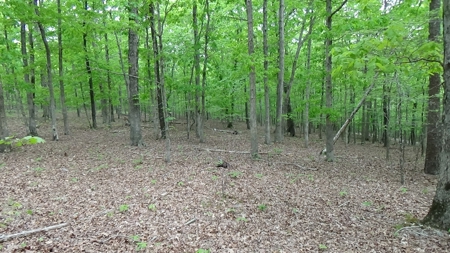 Wayne County Missouri Land For Sale - image 2