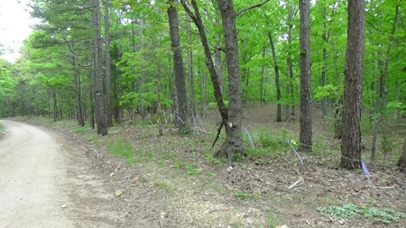 Wayne County Missouri Land For Sale - image 7