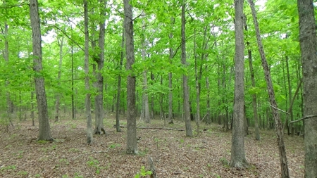 Wayne County Missouri Land For Sale - image 10