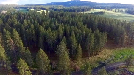 Build Ready Land for Sale in Cottonwood, Idaho! - image 5