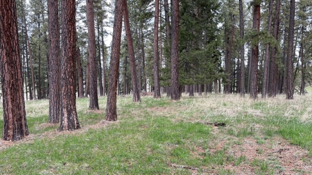 Build Ready Land for Sale in Cottonwood, Idaho! - image 21