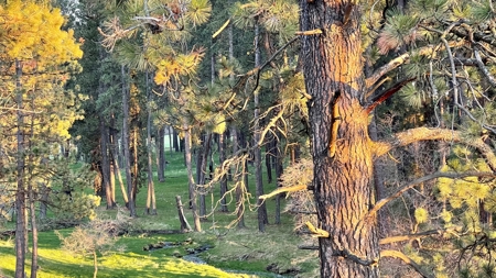 Build Ready Land for Sale in Cottonwood, Idaho! - image 28