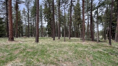 Build Ready Land for Sale in Cottonwood, Idaho! - image 16