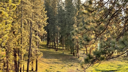 Build Ready Land for Sale in Cottonwood, Idaho! - image 26