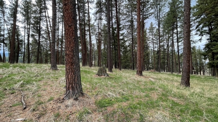 Build Ready Land for Sale in Cottonwood, Idaho! - image 17