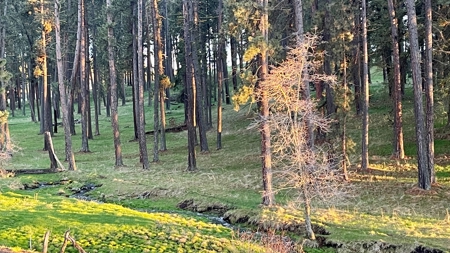 Build Ready Land for Sale in Cottonwood, Idaho! - image 29