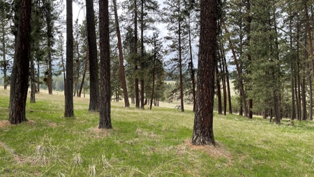 Build Ready Land for Sale in Cottonwood, Idaho! - image 19