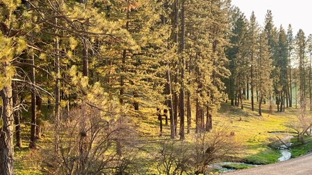 Build Ready Land for Sale in Cottonwood, Idaho! - image 30