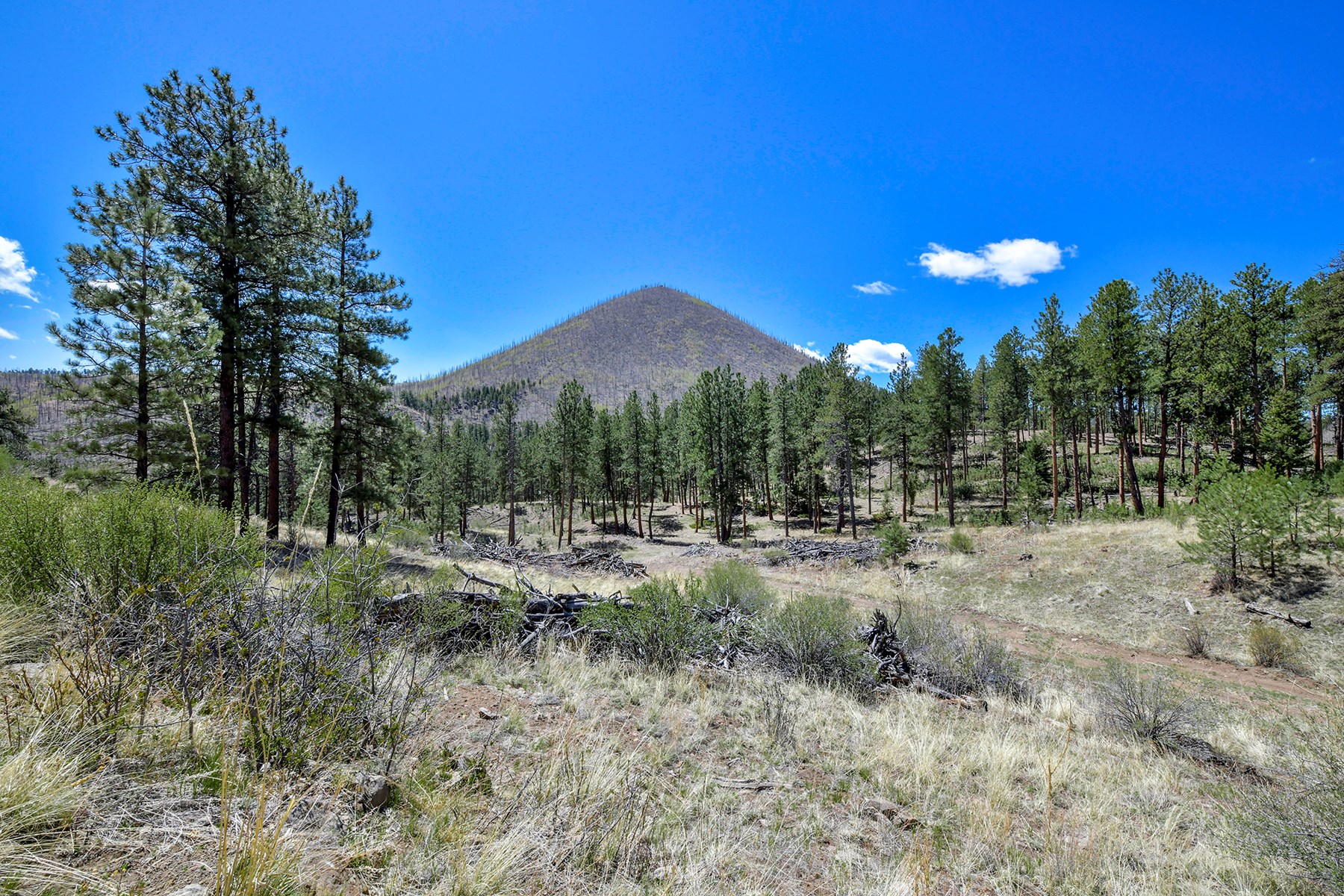 Off Grid Hunting Cabin on 45 Acres Bordering National Forest - image 2