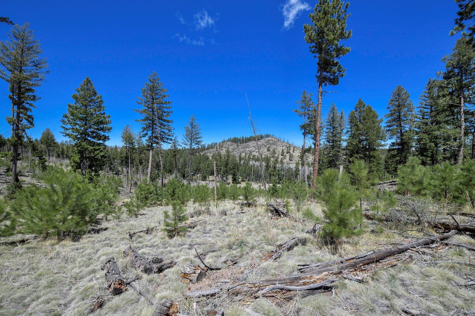 Off Grid Hunting Cabin on 45 Acres Bordering National Forest - image 13