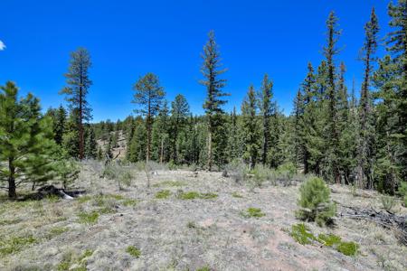 Off Grid Hunting Cabin on 45 Acres Bordering National Forest - image 32