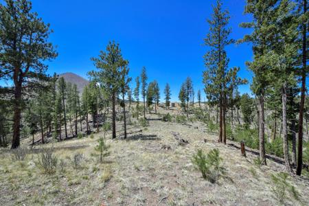 Off Grid Hunting Cabin on 45 Acres Bordering National Forest - image 14