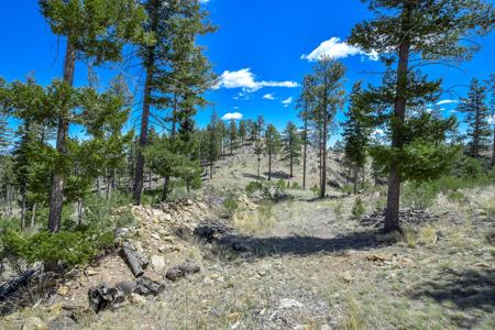 Off Grid Hunting Cabin on 45 Acres Bordering National Forest - image 11