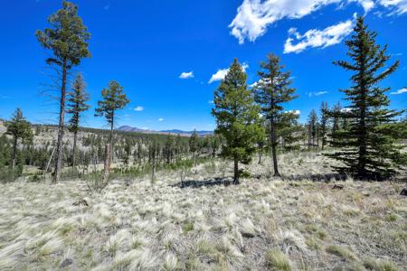 Off Grid Hunting Cabin on 45 Acres Bordering National Forest - image 9