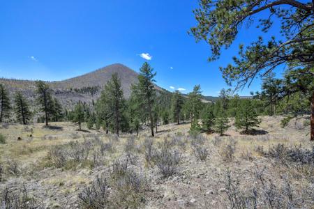 Off Grid Hunting Cabin on 45 Acres Bordering National Forest - image 3