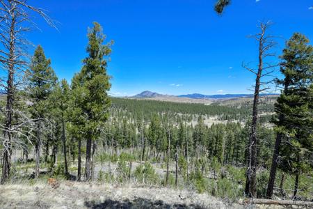 Off Grid Hunting Cabin on 45 Acres Bordering National Forest - image 17