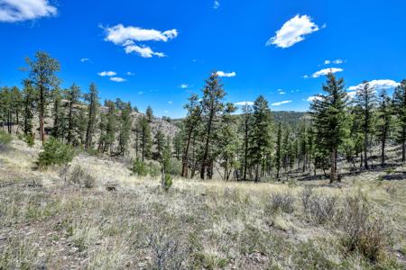 Off Grid Hunting Cabin on 45 Acres Bordering National Forest - image 5