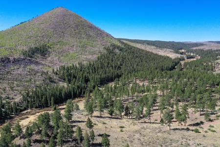 Off Grid Hunting Cabin on 45 Acres Bordering National Forest - image 47