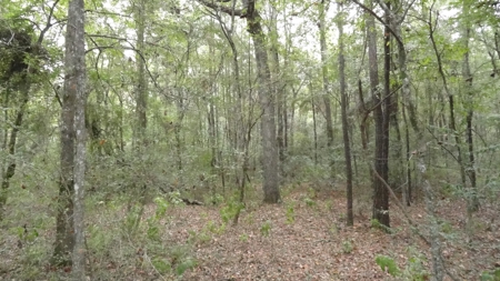 Cherokee County Lands For Sale - image 11