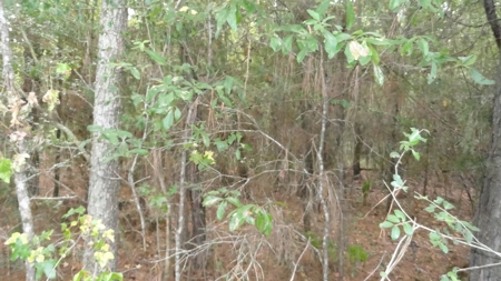 Cherokee County Lands For Sale - image 9