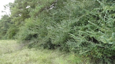 Cherokee County Lands For Sale - image 13