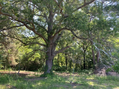 East Texas Ranch with Cabin - image 14