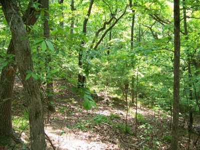 Points Of Pickwick Cove Building Lot Near Pickwick Lake - image 18