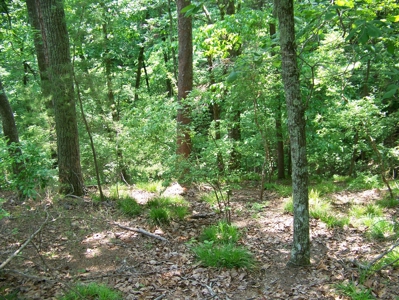 Points Of Pickwick Cove Building Lot Near Pickwick Lake - image 9