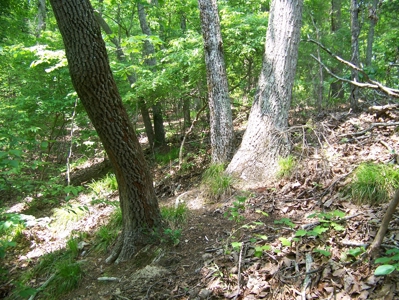 Points Of Pickwick Cove Building Lot Near Pickwick Lake - image 14