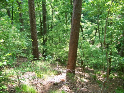 Points Of Pickwick Cove Building Lot Near Pickwick Lake - image 11