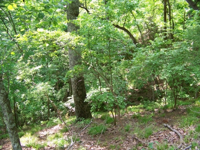 Points Of Pickwick Cove Building Lot Near Pickwick Lake - image 10