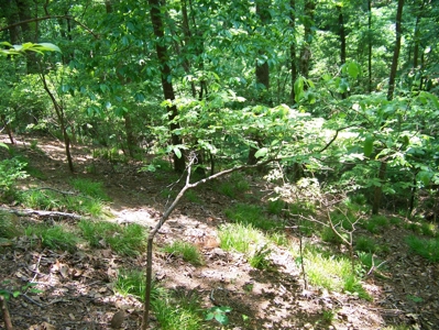Points Of Pickwick Cove Building Lot Near Pickwick Lake - image 13