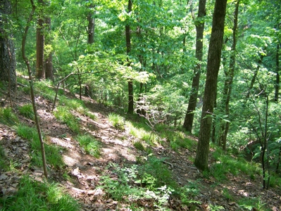 Points Of Pickwick Cove Building Lot Near Pickwick Lake - image 15