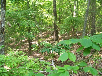 Points Of Pickwick Cove Building Lot Near Pickwick Lake - image 16