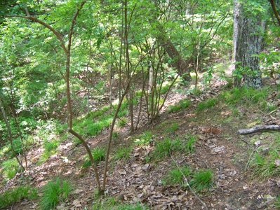 Points Of Pickwick Cove Building Lot Near Pickwick Lake - image 12