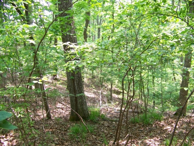 Points Of Pickwick Cove Building Lot Near Pickwick Lake - image 20