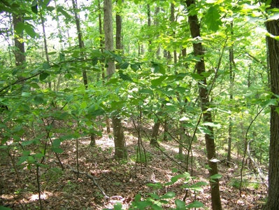 Points Of Pickwick Cove Building Lot Near Pickwick Lake - image 21