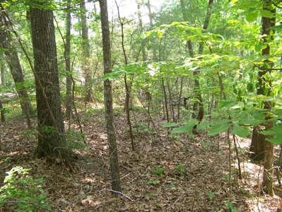 Points Of Pickwick Cove Building Lot Near Pickwick Lake - image 19