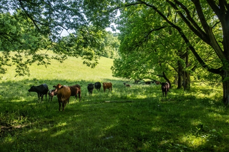 Farm For Sale In Tennessee Near Nashville Tn & Huntsville Al - image 25