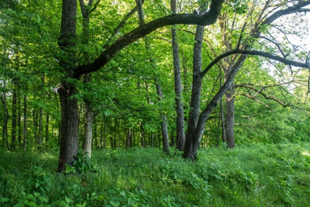 Farm For Sale In Tennessee Near Nashville Tn & Huntsville Al - image 30