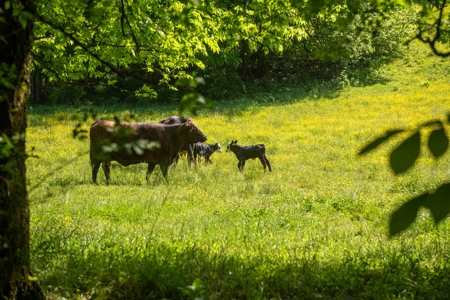 Farm For Sale In Tennessee Near Nashville Tn & Huntsville Al - image 20
