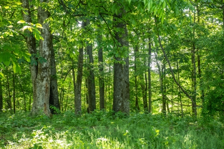 Farm For Sale In Tennessee Near Nashville Tn & Huntsville Al - image 31