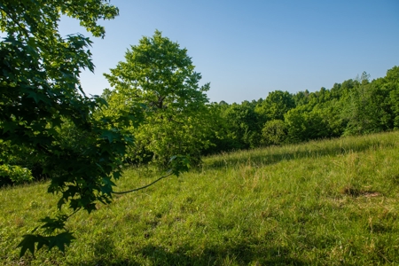 Land For Sale In Pulaski Tn Near Nashville Tn And Huntsville - image 17