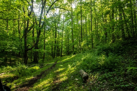 Land For Sale In Pulaski Tn Near Nashville Tn And Huntsville - image 19