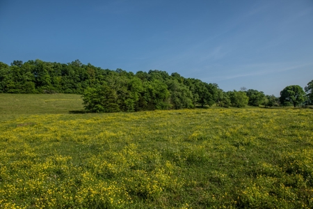 Land For Sale In Pulaski Tn Near Nashville Tn And Huntsville - image 11
