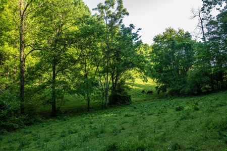 Land For Sale In Pulaski Tn Near Nashville Tn And Huntsville - image 20