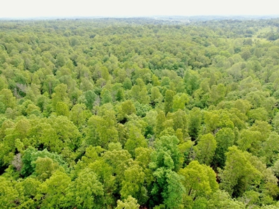 Land for sale in the Ozarks - image 10
