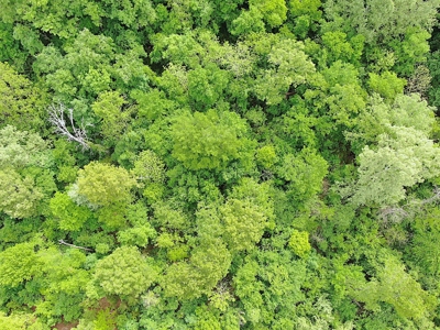 Land for sale in the Ozarks - image 6