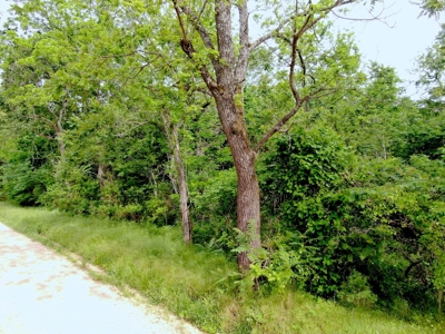 Land for sale in the Ozarks - image 2