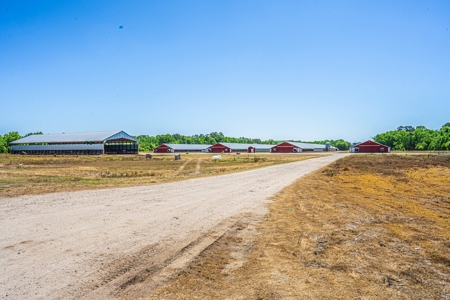 Active Poultry Farm - image 16